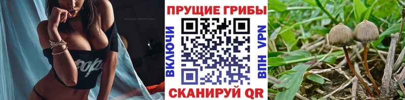 Псилоцибиновые грибы Psilocybine cubensis  Купить закладки  Чкаловск 